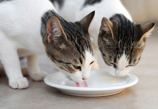 Mlem mlem chỉ hành động uống nước, liếm thức ăn của động vật