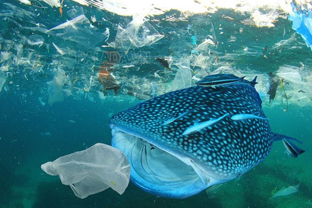 Ô nhiễm môi trường biển vì rác thải nhựa