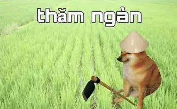 Cậu Vàng “thăm ngàn”