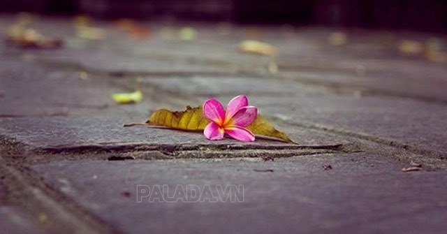 Hoa rơi cửa Phật mang ý buông bỏ, từ bỏ