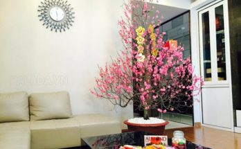Hoa đào mang lại may mắn trong năm mới