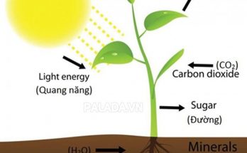 Quá trình quang hợp của thực vật