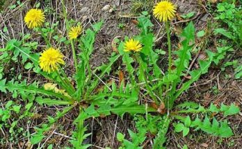 Hình ảnh cây bồ công anh thấp