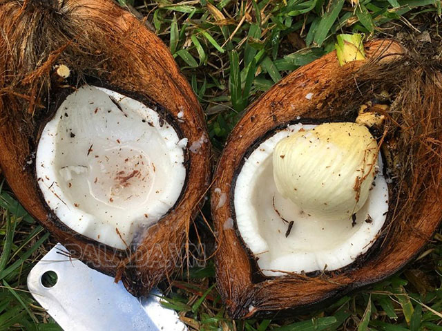 Mộng dừa có ăn được không?