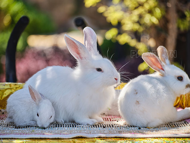 Thỏ con và thỏ mẹ đẻ con