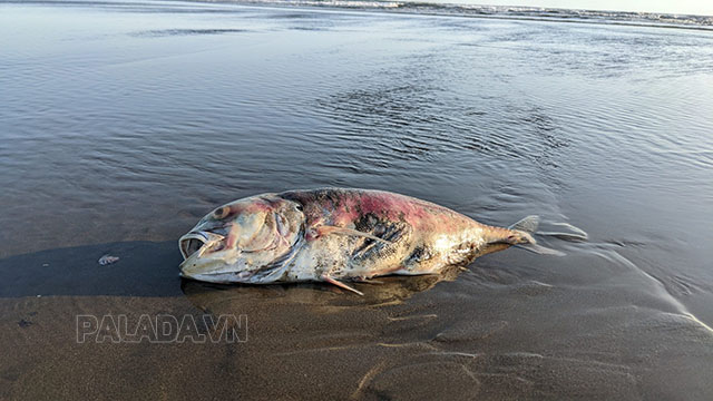Cá bị chết do hiện tượng thủy triều đỏ