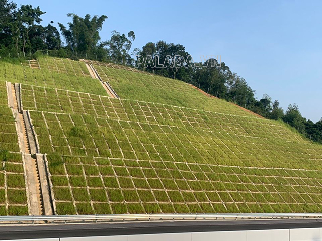 Gia cố mái taluy bằng cách trồng cỏ trên mái taluy
