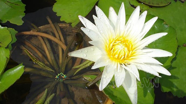 Quốc hoa của Bangladesh - Súng trắng