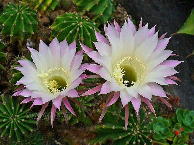 Quốc hoa của Mexico - Hoa xương rồng