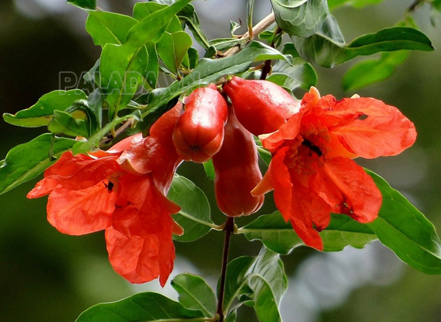 Quốc hoa của Tây Ban Nha - Hoa thạch lựu đỏ