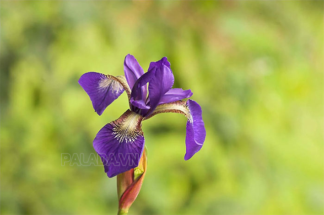 Quốc hoa của Pháp - Hoa Iris