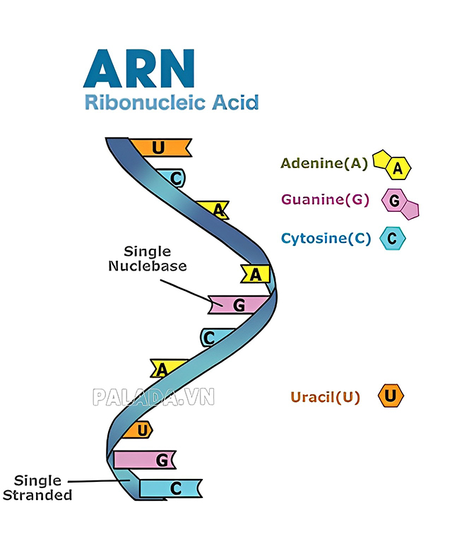 ARN là bản sao của một đoạn ADN
