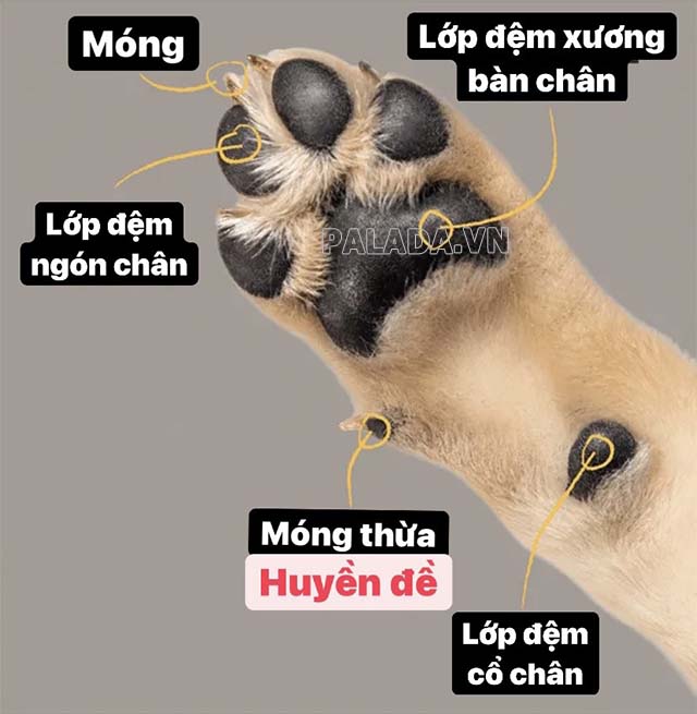 Huyền đề là vết tích còn sót lại của ngón chân cái của chó