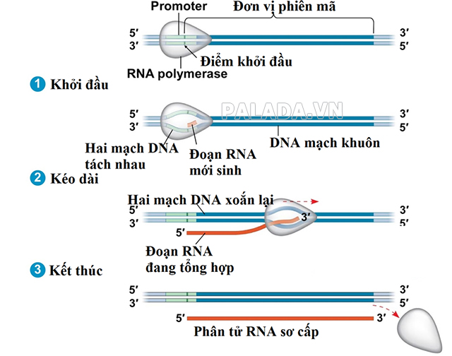 Quá trình tổng hợp ARN