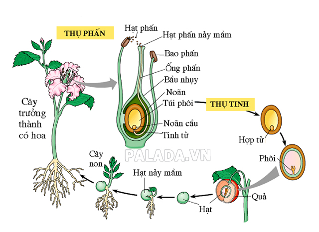 Quá trình sinh sản của thực vật hạt kín