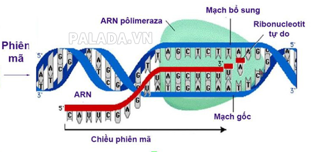 Tổng hợp ARN