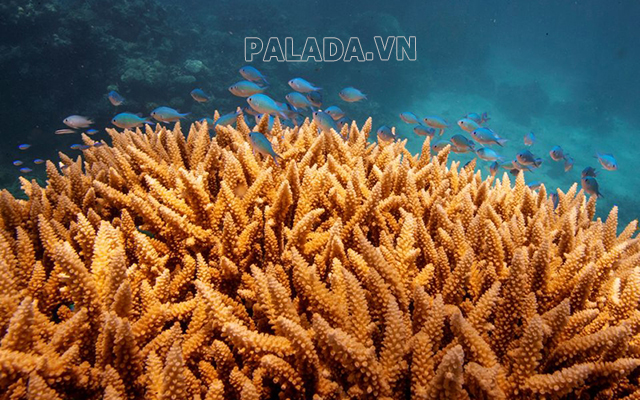 Hình ảnh những rặng san hô dưới biển