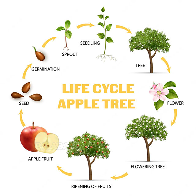 Hình minh họa vòng đời phát triển của cây táo