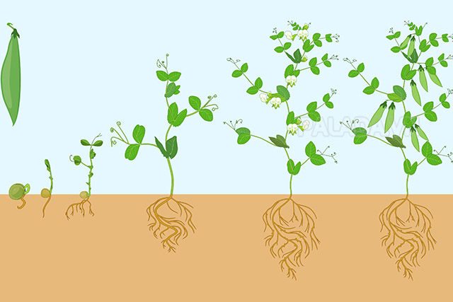 Hình minh họa vòng đời phát triển của cây đậu