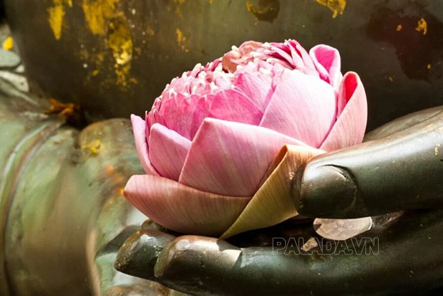 Hoa rơi cửa Phật vạn sự tùy duyên nói về sự buông bỏ