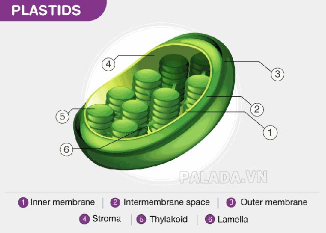 Plastids của tế bào thực vật