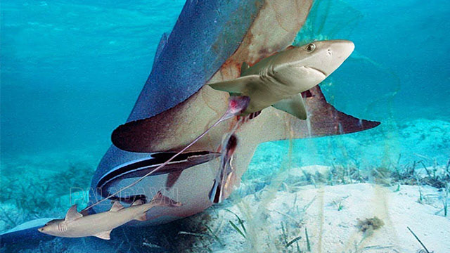 Hình ảnh cá mập đẻ con đã nở từ trứng