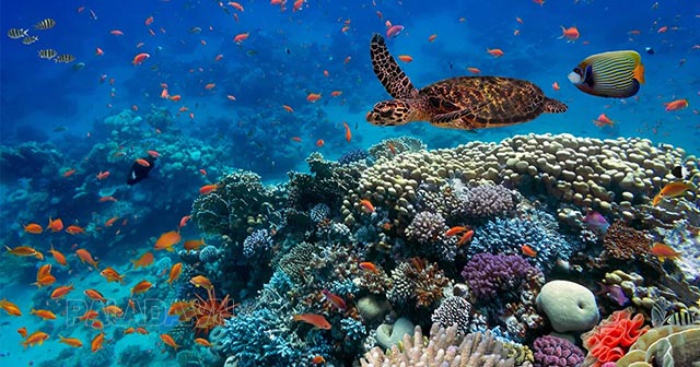 Thủy quyển cung cấp môi trường sống cho nhiều loài sinh vật