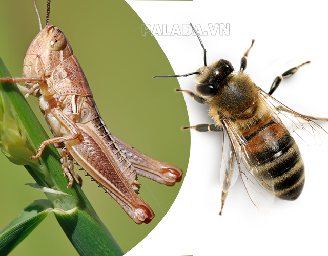 Râu của các loài côn trùng như châu chấu và ong là cơ quan tương đồng
