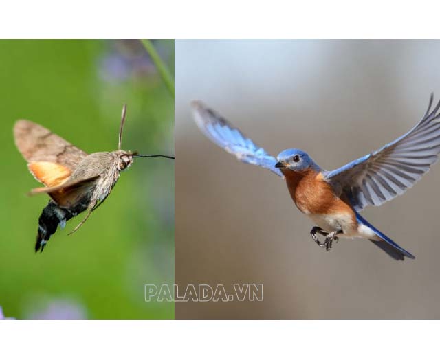 Ví dụ cơ quan tương tự là cánh chim và cánh côn trùng.