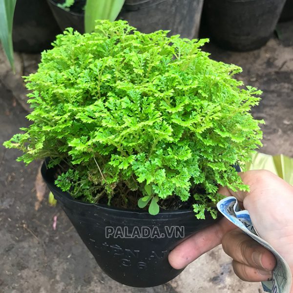 Cây rêu là cây gì? Sống ở đâu? Đặc điểm, vai trò, loại rêu