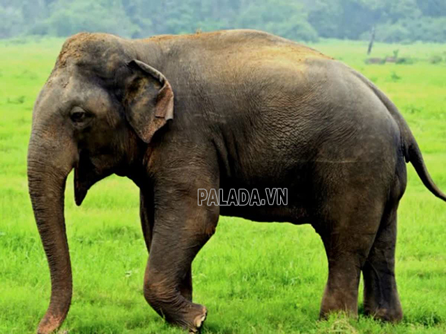 Một số giả thuyết cho rằng con tịnh là con voi Ấn Độ