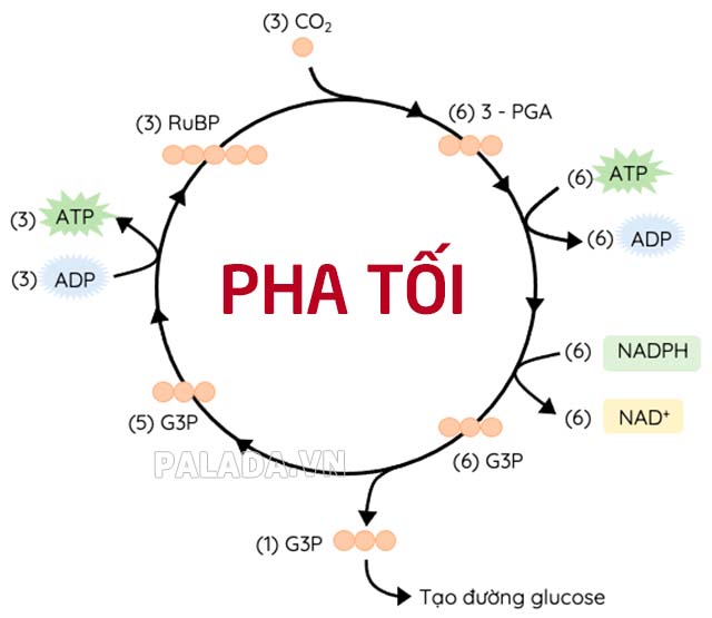 Pha tối sử dụng ATP và NADPH từ pha sáng để khử CO2 tạo thành C6H12O6