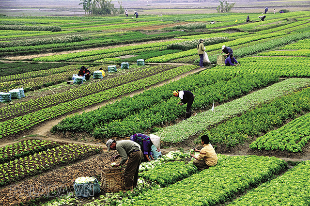 Thổ nhưỡng đóng vai trò quan trọng trong canh tác nông nghiệp