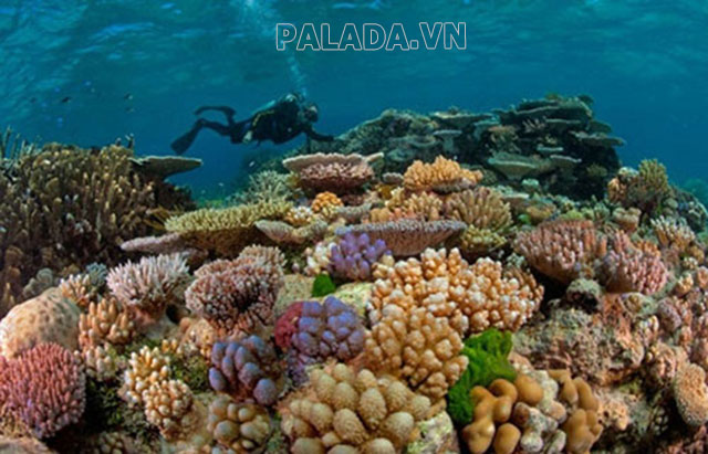 Có nhiều loại san hô với hình dáng khác nhau