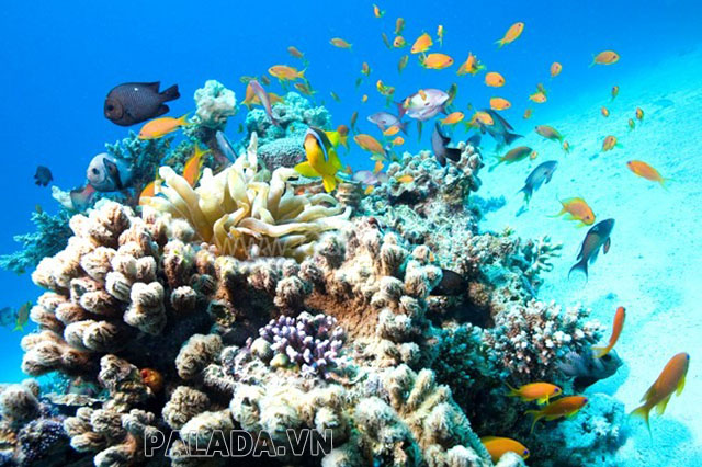 Môi trường sống của san hô là các vùng biển nước ấm, nông và sạch