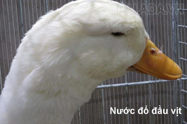 Nước đổ đầu vịt là gì? Ý nghĩa, cách sử dụng câu thành ngữ