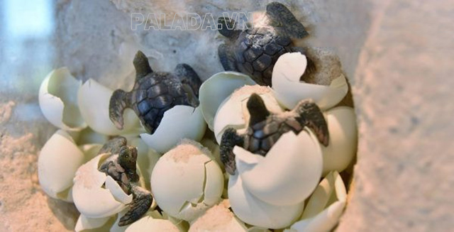 Trứng vích có giá trị sinh học quan trọng trong chu kỳ sinh sản của loài