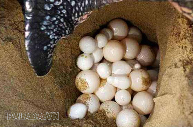 Trứng Vích là trứng loài rùa biển Lepidochelys olivacea