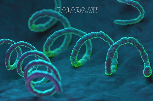 Xoắn khuẩn Treponema pallidum gây ra bệnh bếch