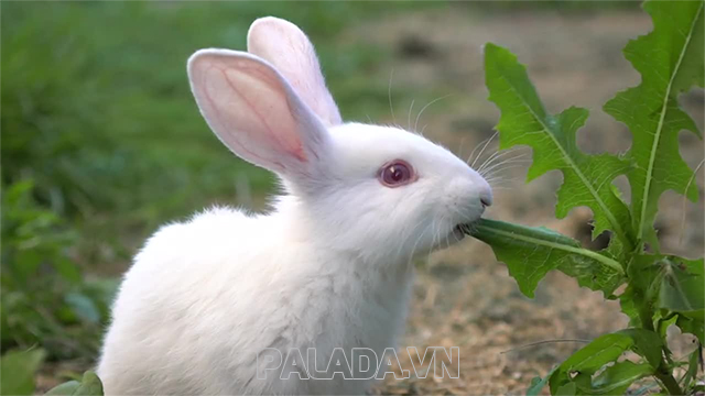 Con thỏ là động vật ăn cỏ