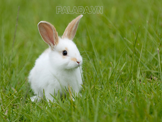 Thỏ có 2 tai dài và vểnh