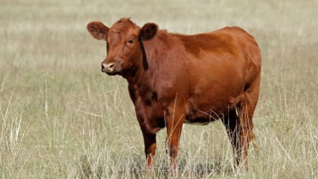 Bò đỏ là giống bò chuyên cho sữa với sản lượng cao