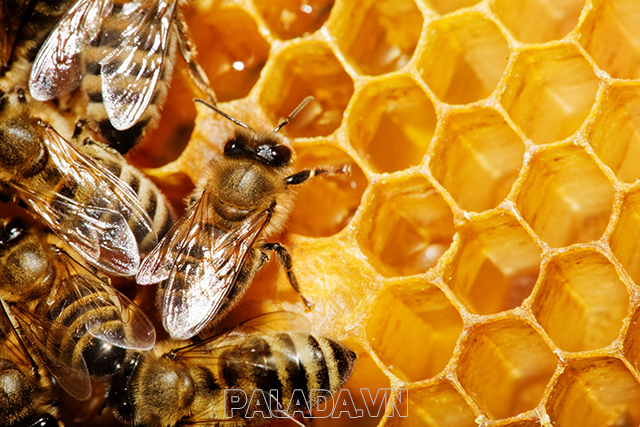 Honey dịch từ tiếng Anh nghĩa là mật ong