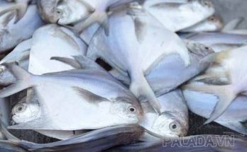 Cá chim trắng nước ngọt được nuôi nhiều tại Việt Nam