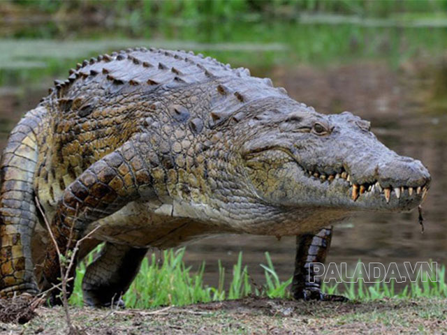 Cá sấu sông Nin được coi là loài cá sấu nước ngọt lớn nhất trên thế giới