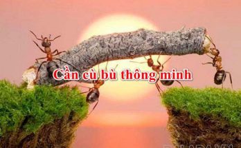 Câu tục ngữ “cần cù bù thông minh” được ông cha ta sử dụng răn dạy con cháu từ xưa 