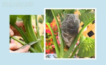 Chiết cành là phương pháp nhân giống cây trồng đơn giản