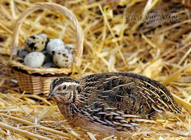 Chim cút là loài chim được nuôi đẻ lấy trứng và thịt