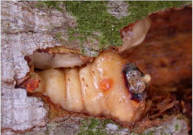 Ấu trùng của xén tóc ăn gỗ ở thân cây