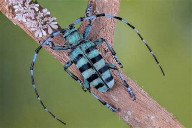 Con xén tóc là loài côn trùng thuộc họ bọ cánh cứng